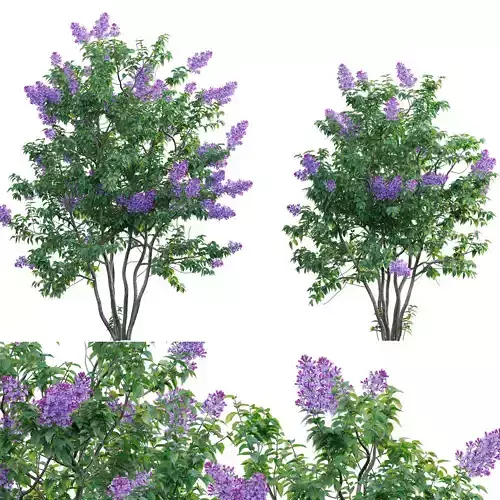 Syringa vulgaris - Common Lilac 04 Low-poly 3D model