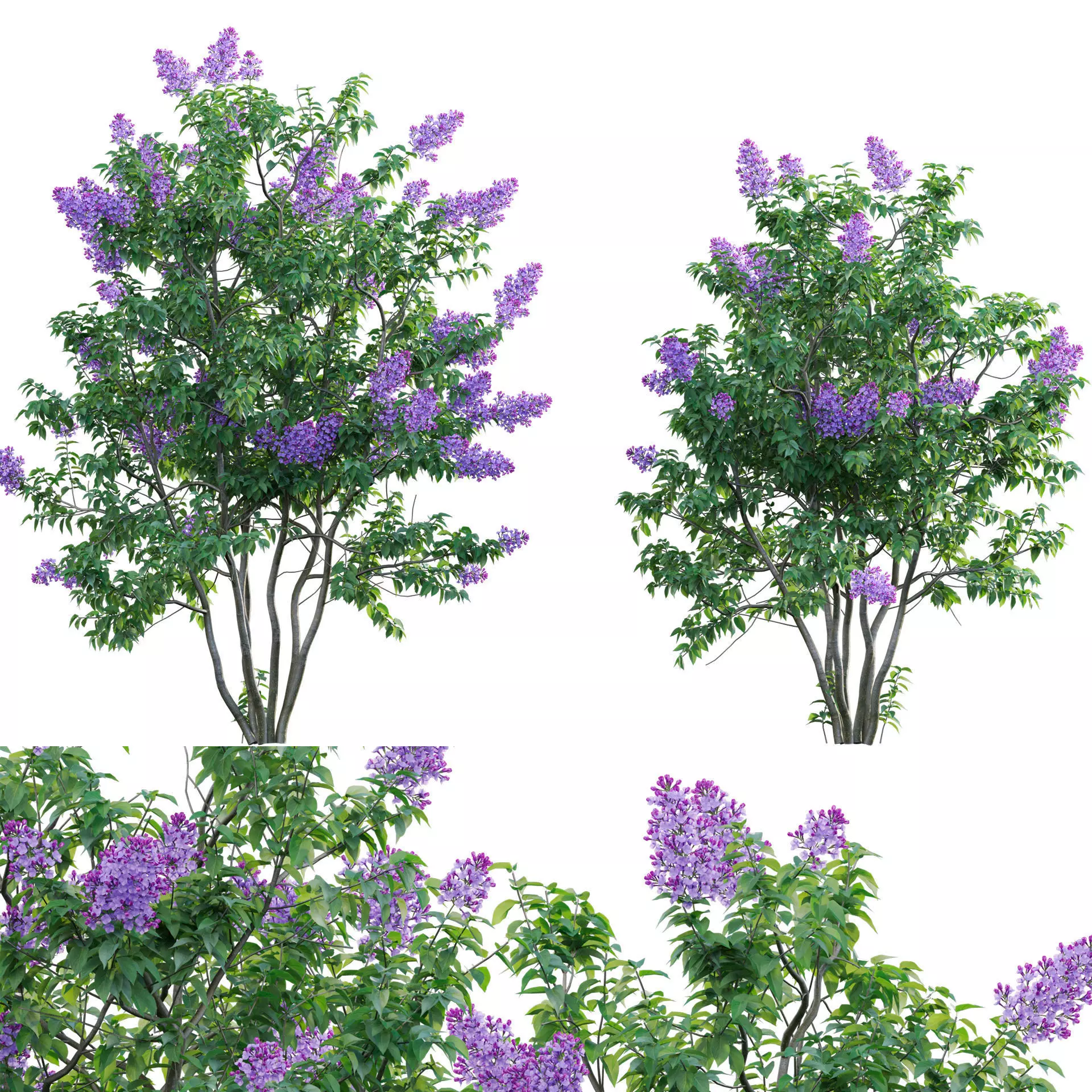Syringa vulgaris - Common Lilac 04 Low-poly 3D model_0