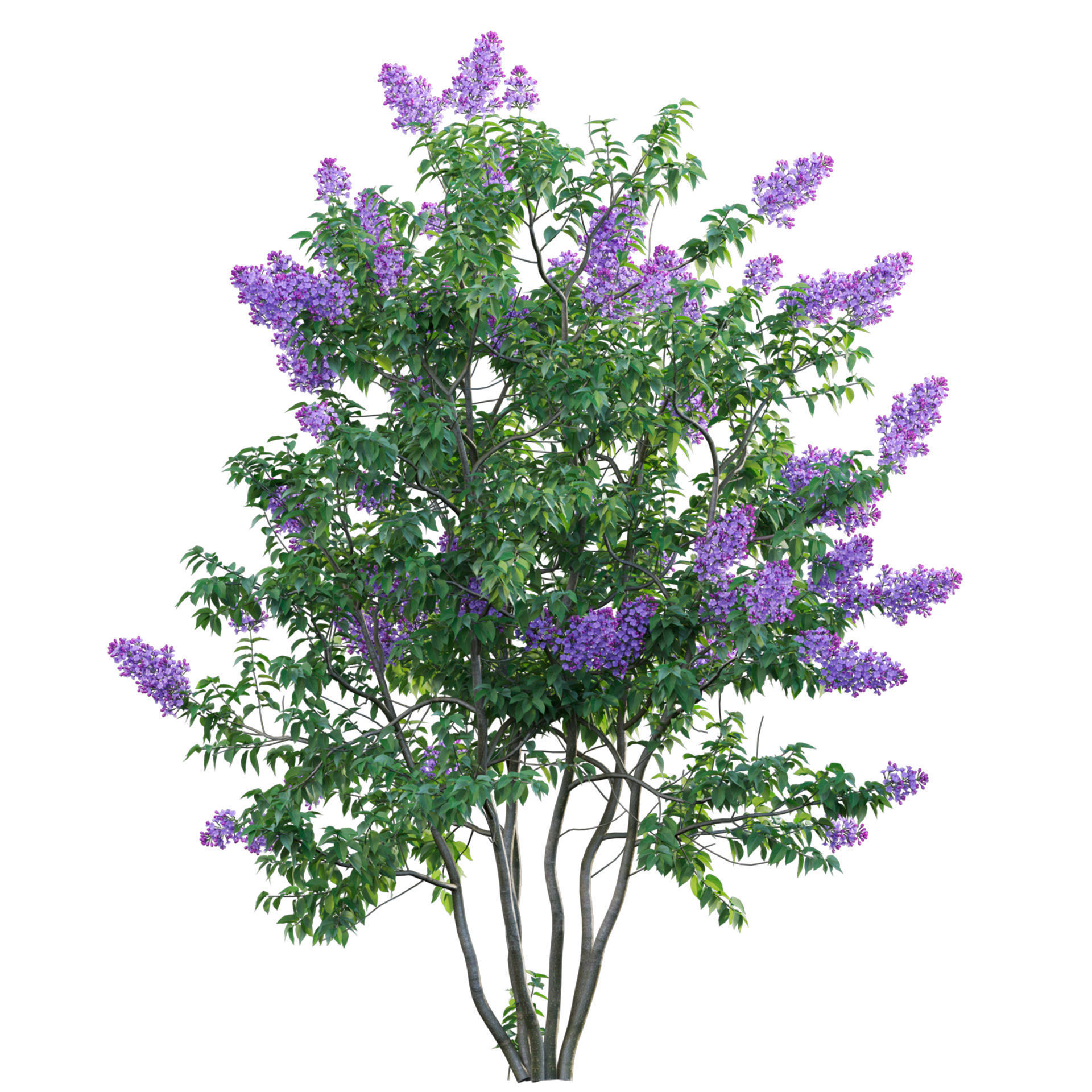 Syringa vulgaris - Common Lilac 04 Low-poly 3D model_1