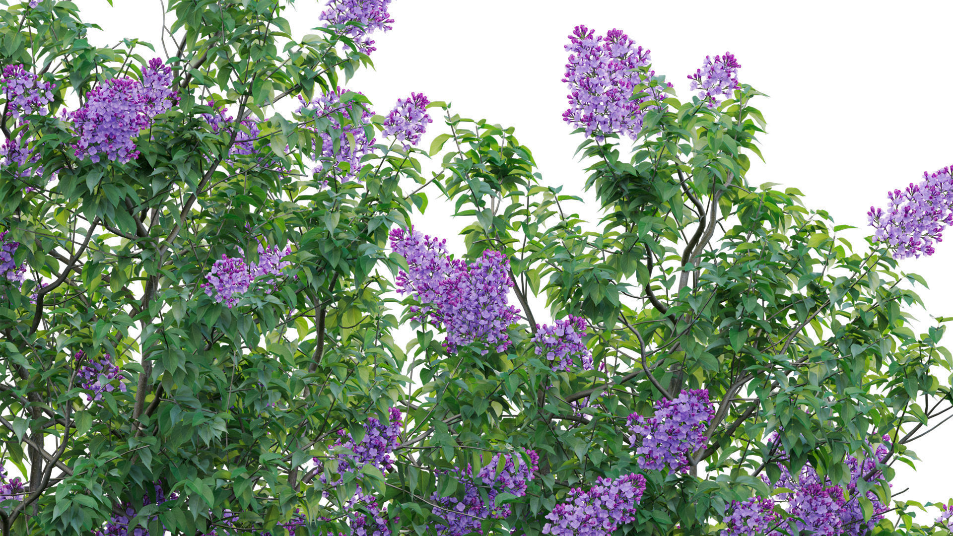 Syringa vulgaris - Common Lilac 04 Low-poly 3D model_8