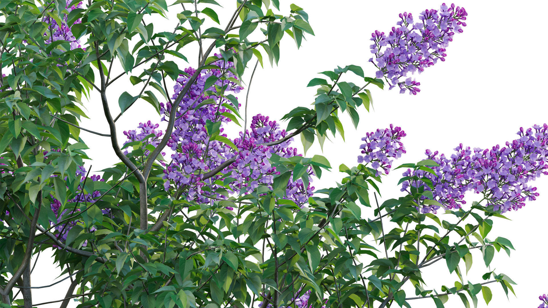Syringa vulgaris - Common Lilac 04 Low-poly 3D model_6