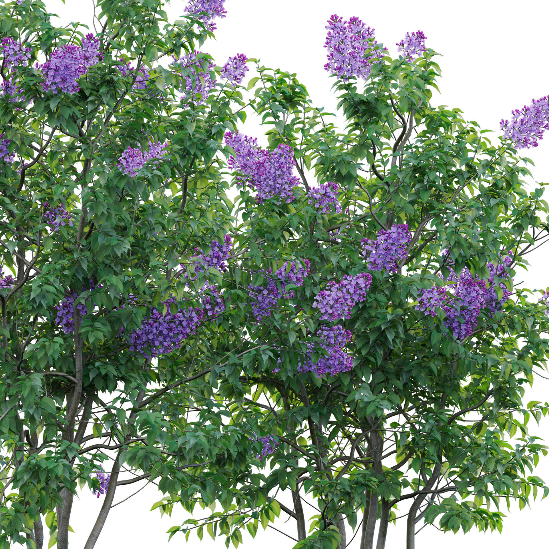 Syringa vulgaris - Common Lilac 04 Low-poly 3D model_2