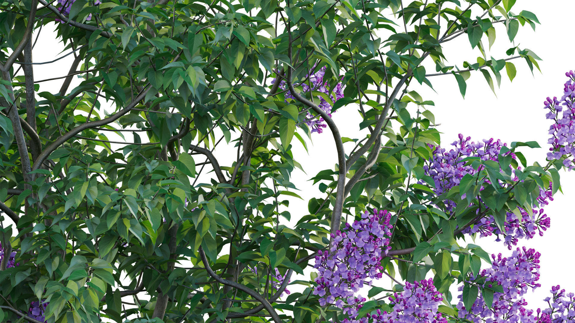 Syringa vulgaris - Common Lilac 04 Low-poly 3D model_7