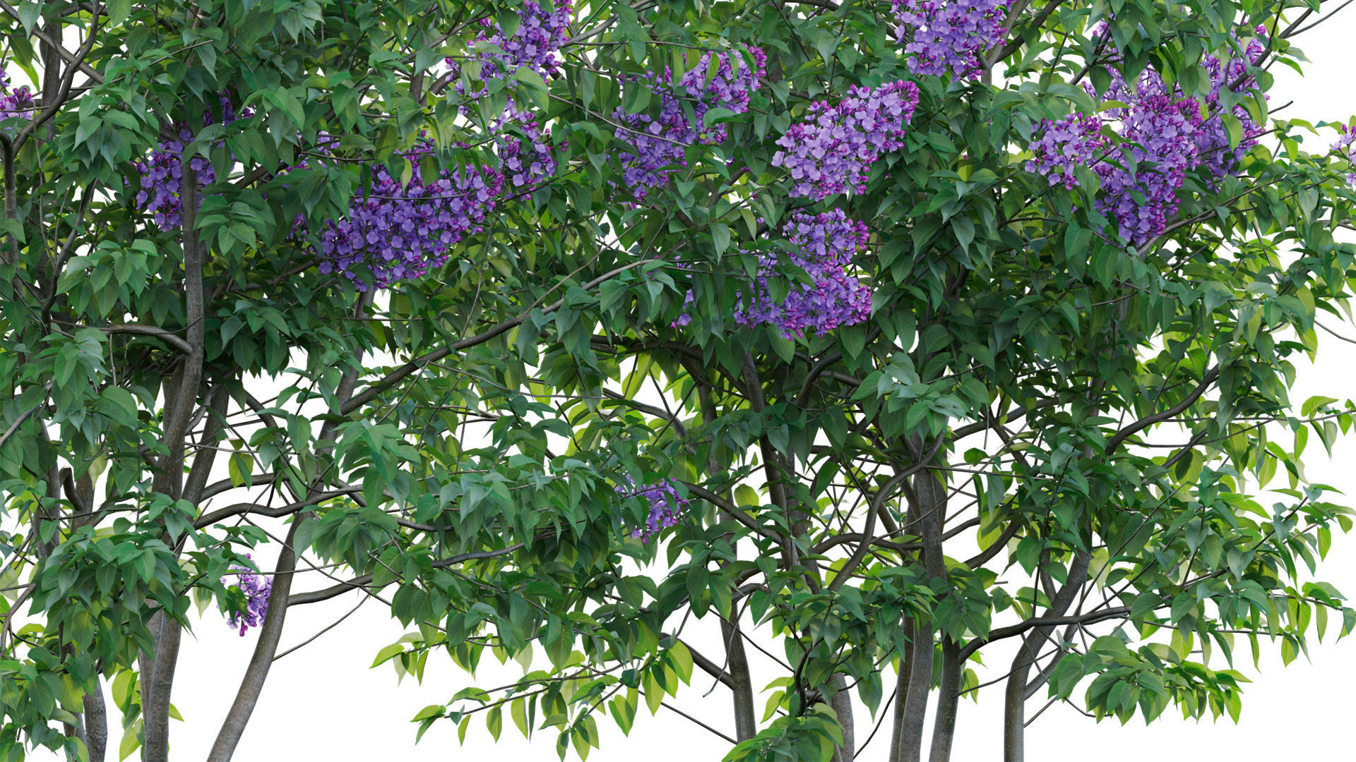 Syringa vulgaris - Common Lilac 04 Low-poly 3D model_9