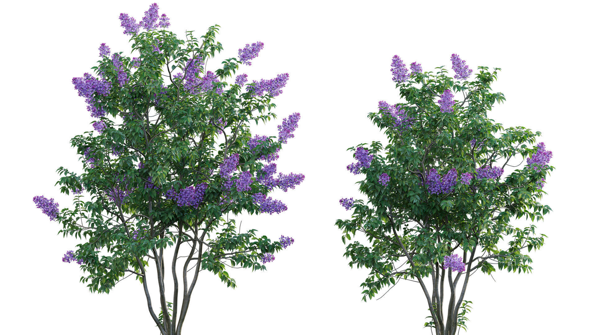 Syringa vulgaris - Common Lilac 04 Low-poly 3D model_5