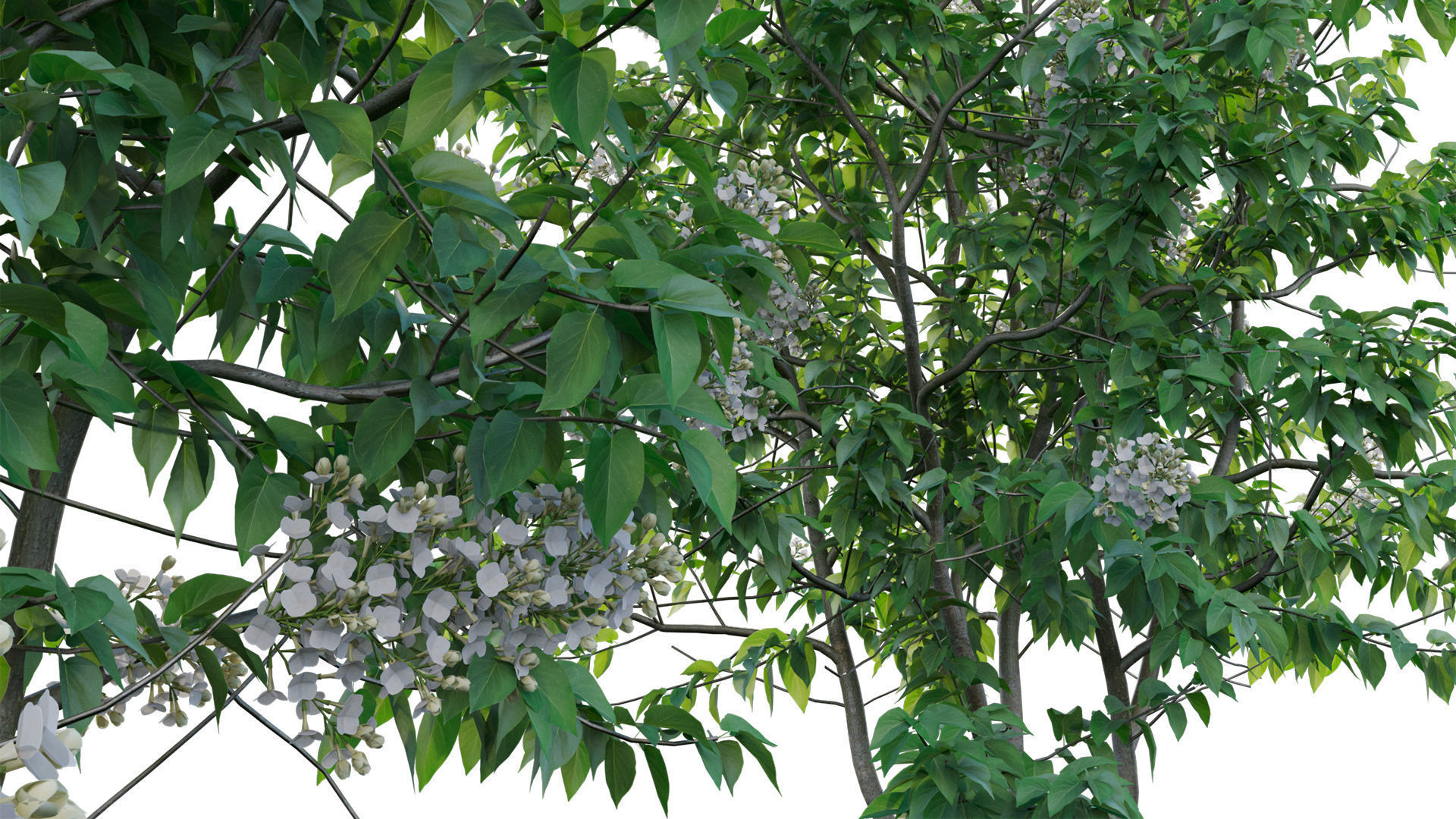 Syringa vulgaris - Common Lilac 03 Low-poly 3D model_9