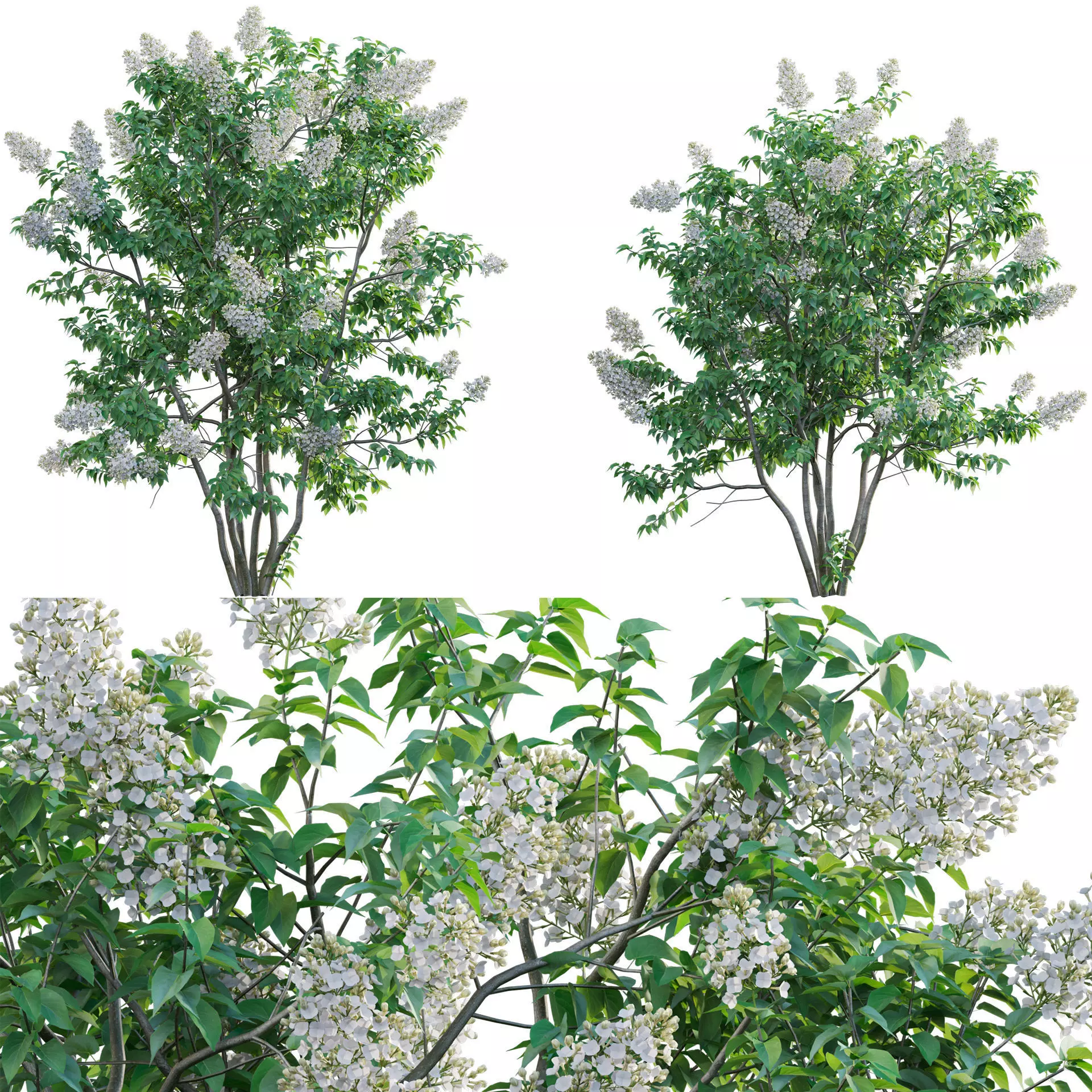 Syringa vulgaris - Common Lilac 03 Low-poly 3D model_0