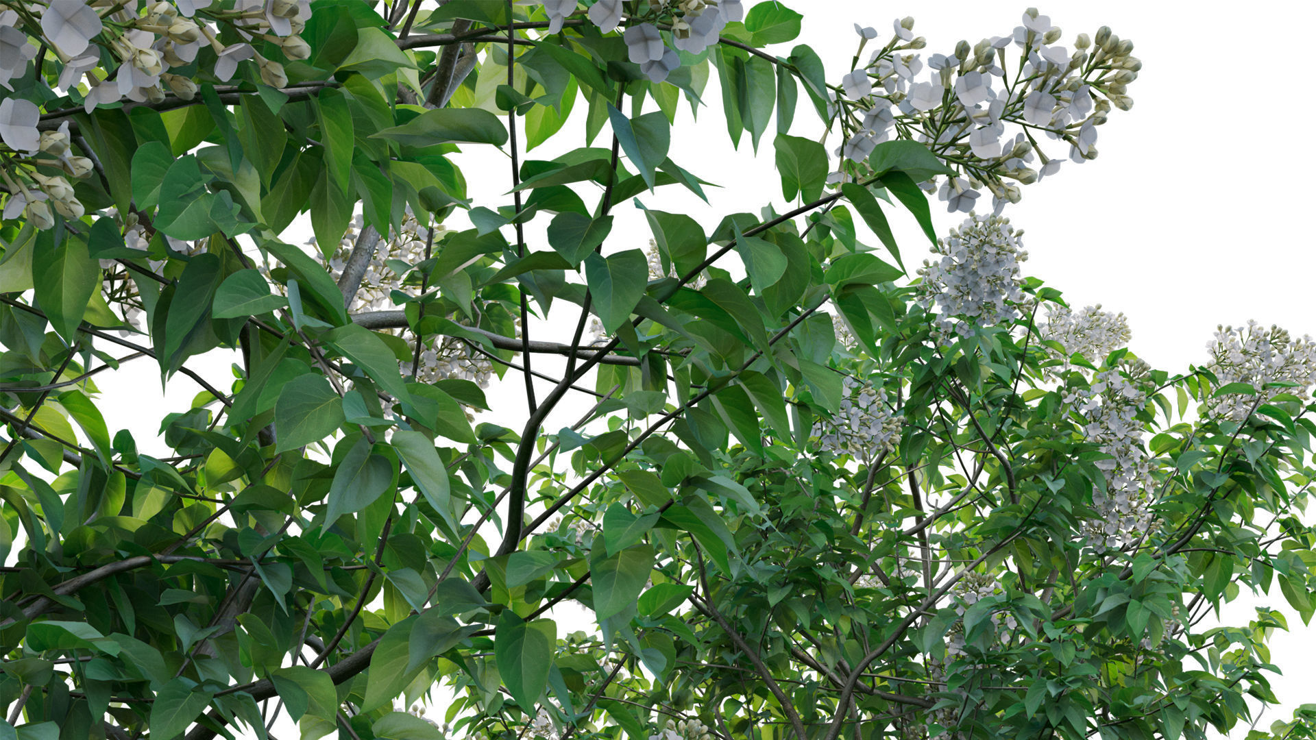 Syringa vulgaris - Common Lilac 03 Low-poly 3D model_8