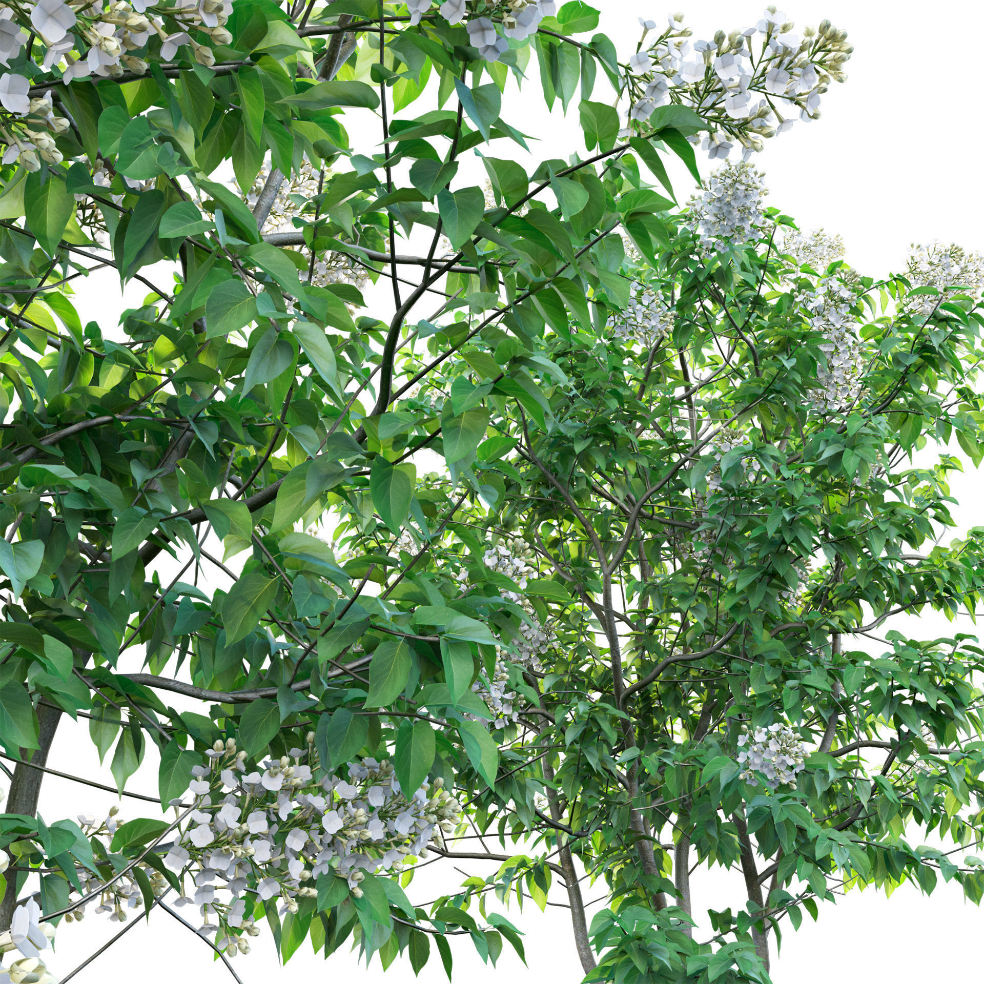 Syringa vulgaris - Common Lilac 03 Low-poly 3D model_3