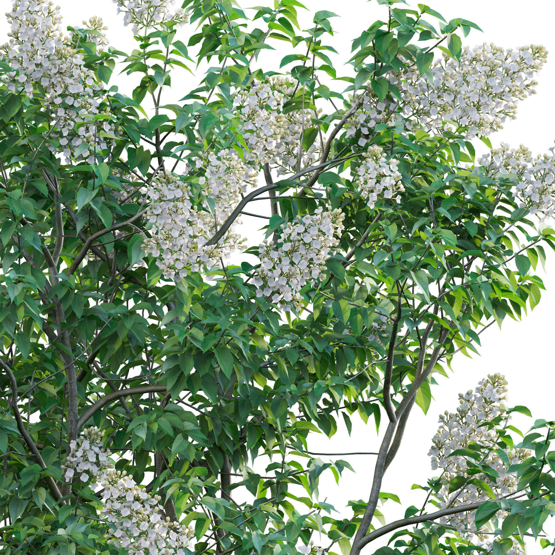 Syringa vulgaris - Common Lilac 03 Low-poly 3D model_2