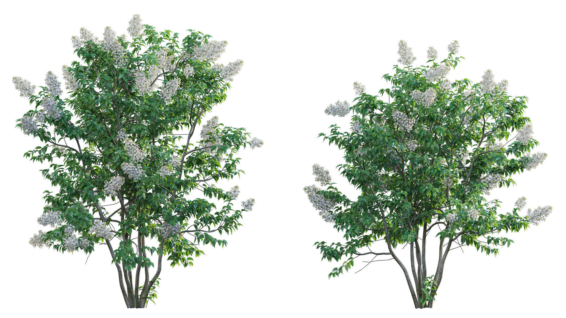 Syringa vulgaris - Common Lilac 03 Low-poly 3D model_5