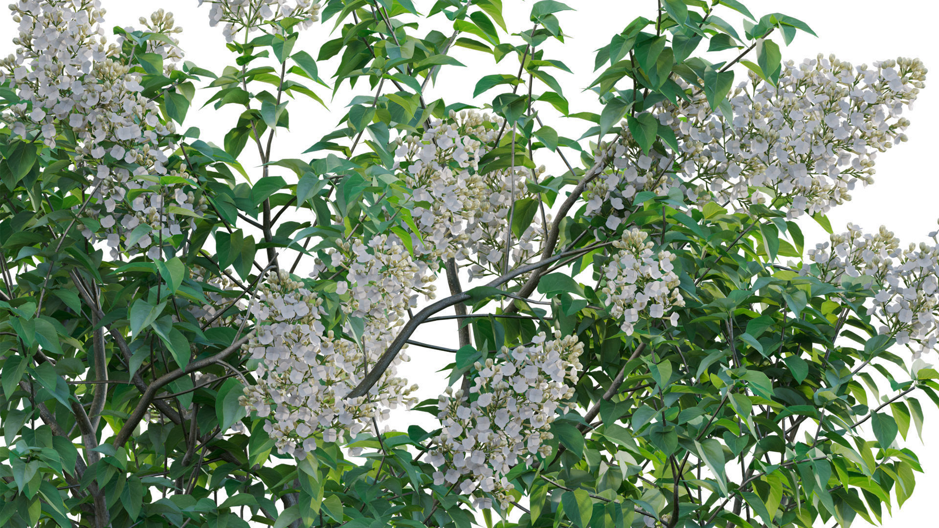Syringa vulgaris - Common Lilac 03 Low-poly 3D model_6