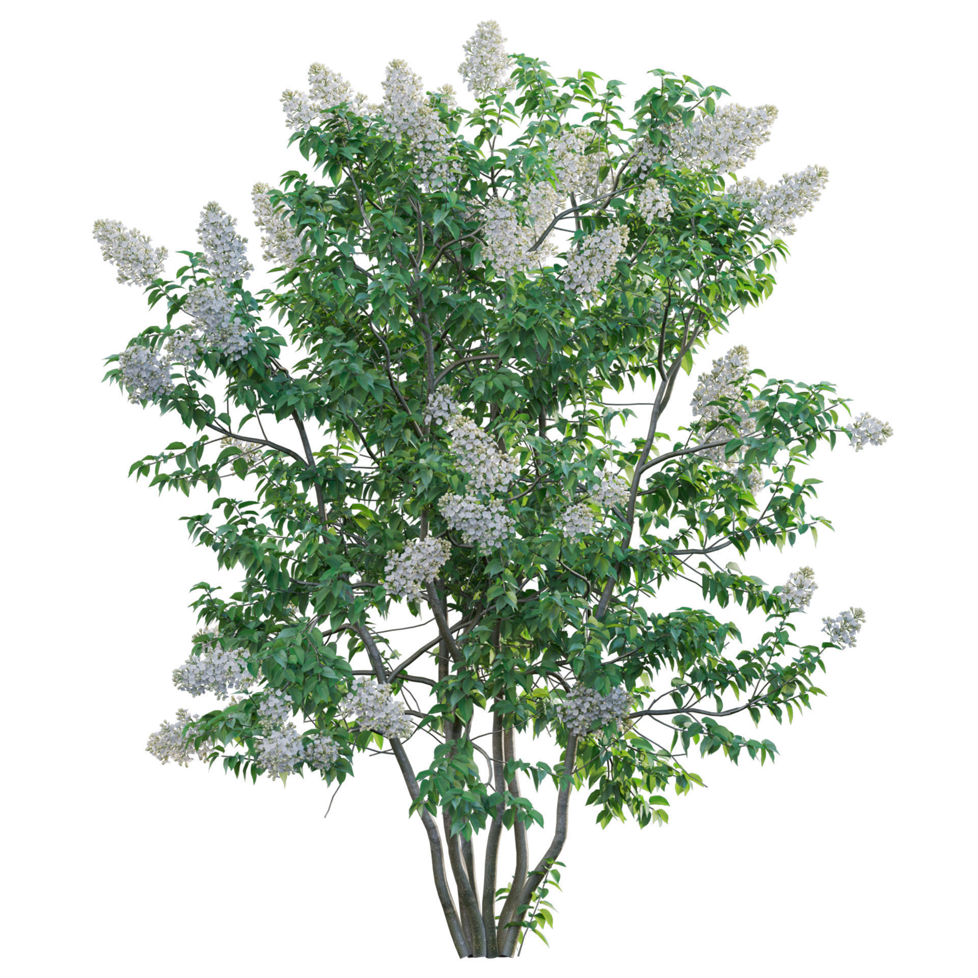 Syringa vulgaris - Common Lilac 03 Low-poly 3D model_1