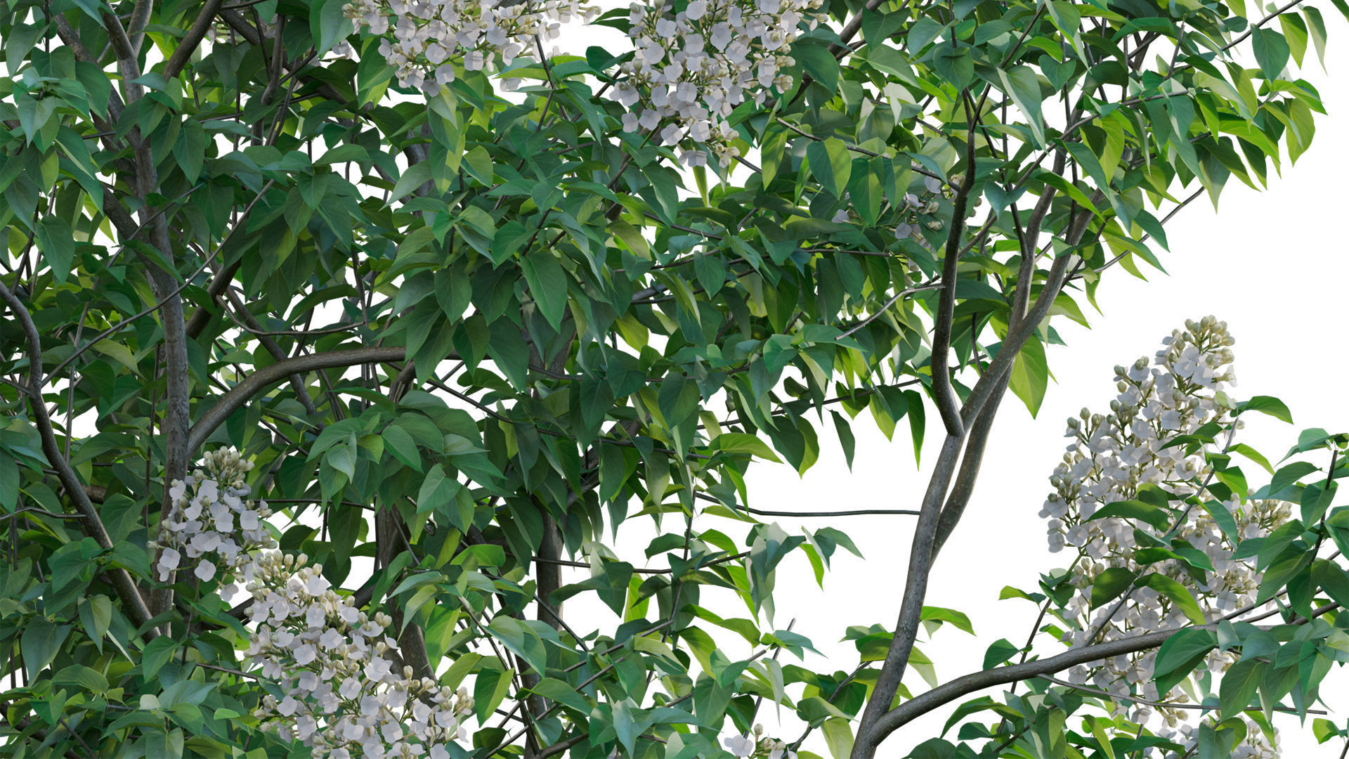 Syringa vulgaris - Common Lilac 03 Low-poly 3D model_7