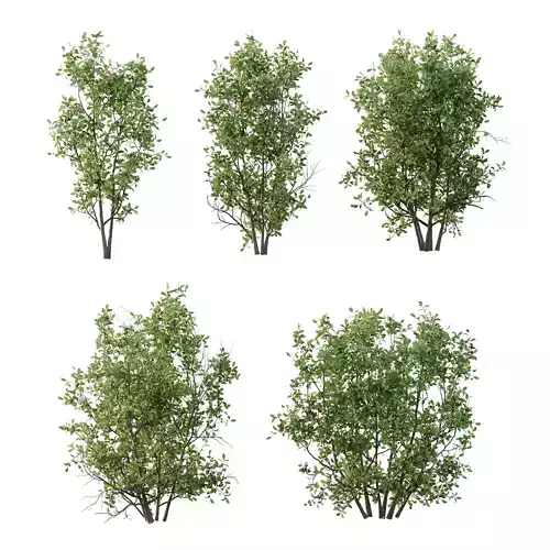 Ilex Mucronata Plant Mountain holly 07 5 Bush 3D model