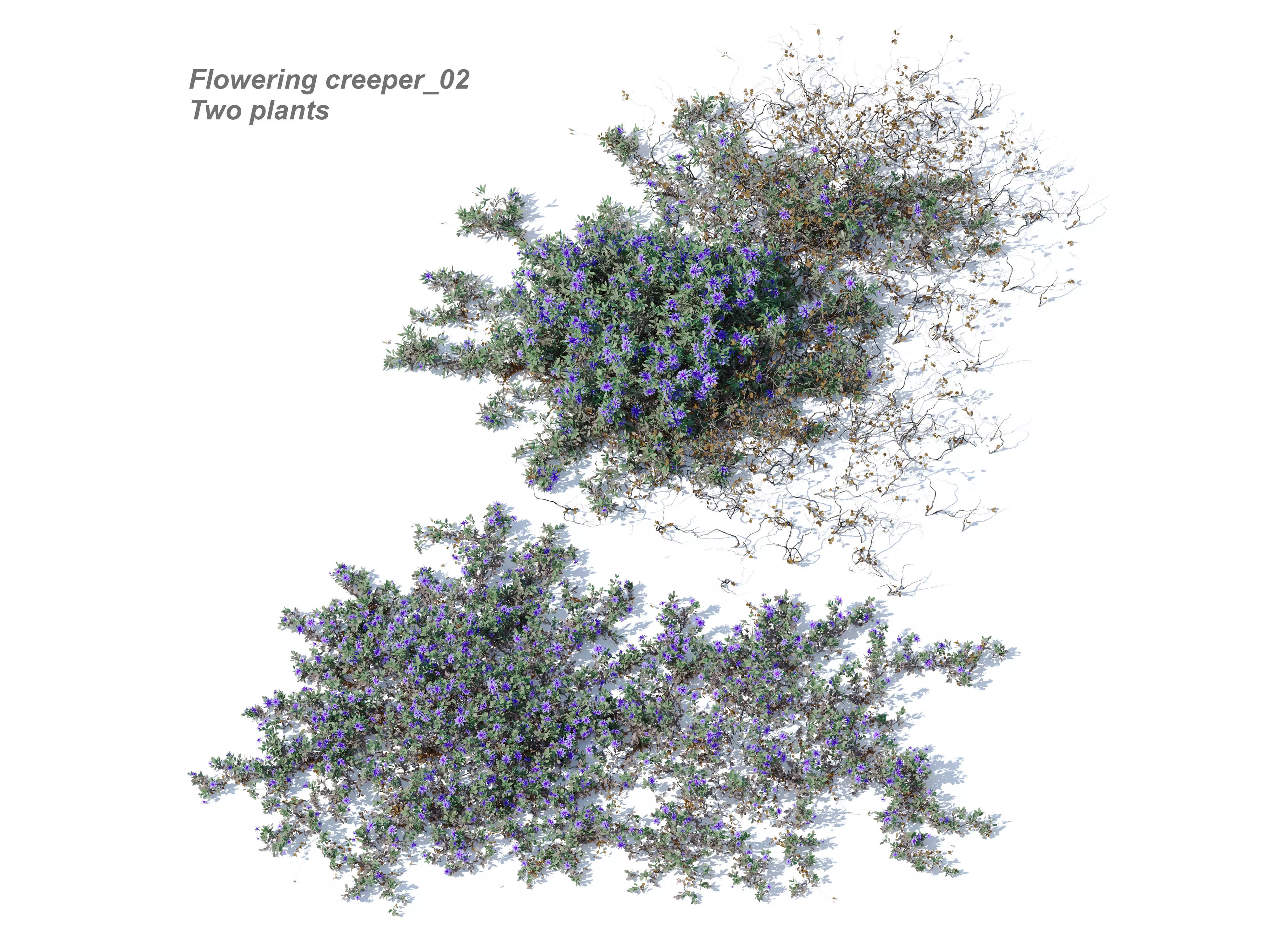 Flowering creeper 02 3D model_0