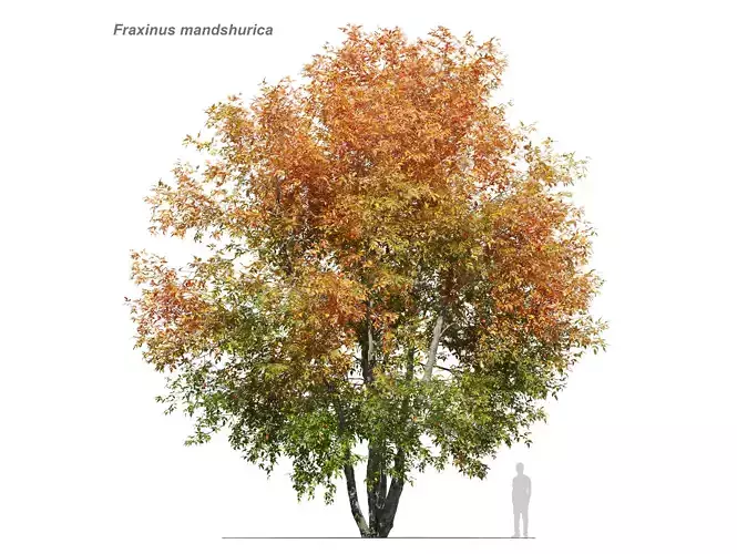 Fraxinus mandshurica 3