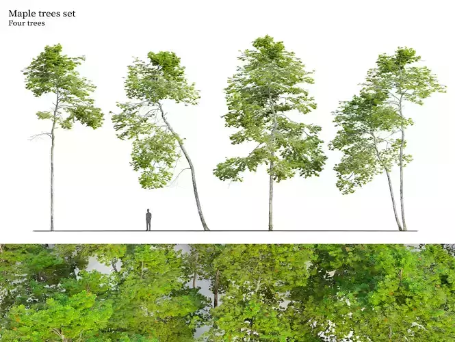 Maple trees set