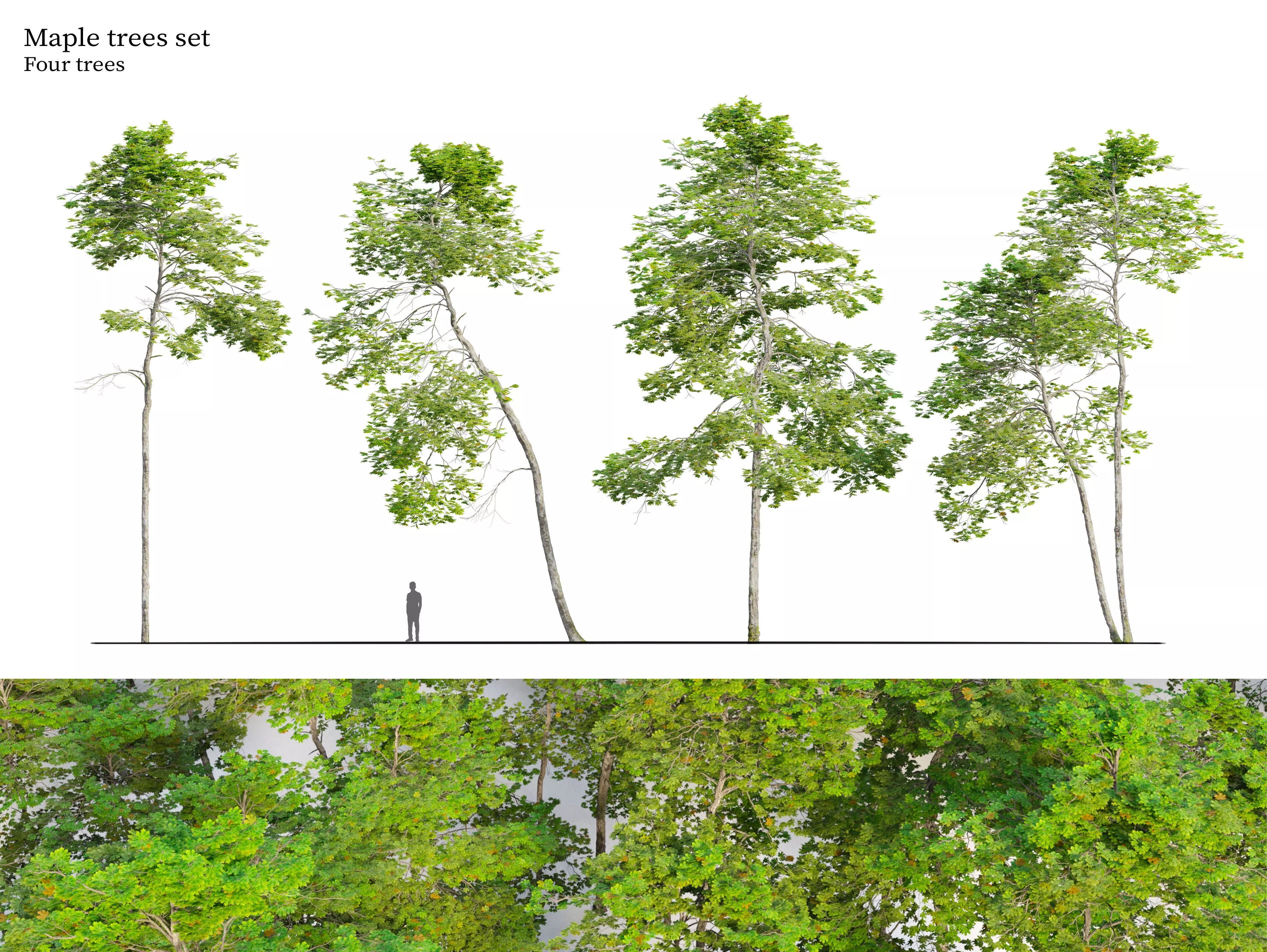 Maple trees set 3D model