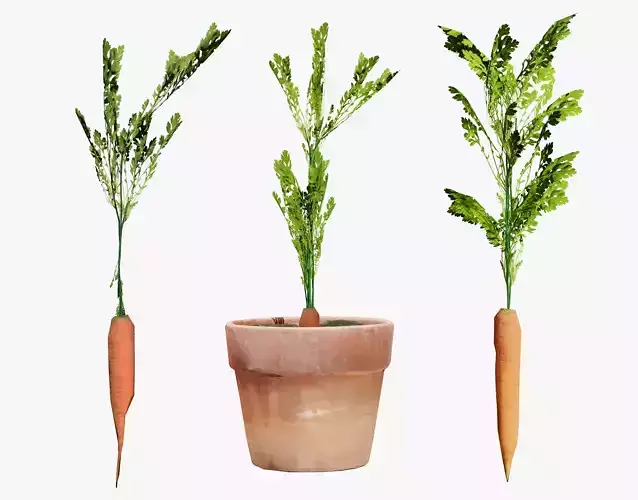 3D Carrot Plant Low-poly 3D model