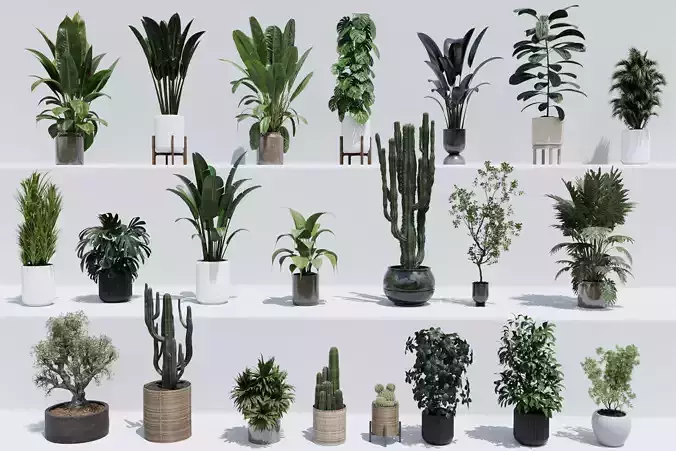 collection Indoor plant and outdoor plant pot