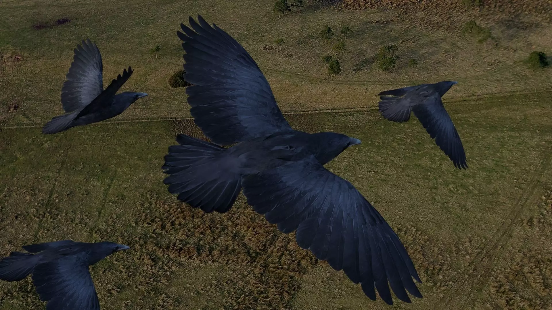 Animated low poly crow Low-poly 3D model_0