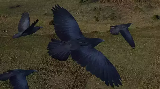 Animated low poly crow Low-poly 3D model