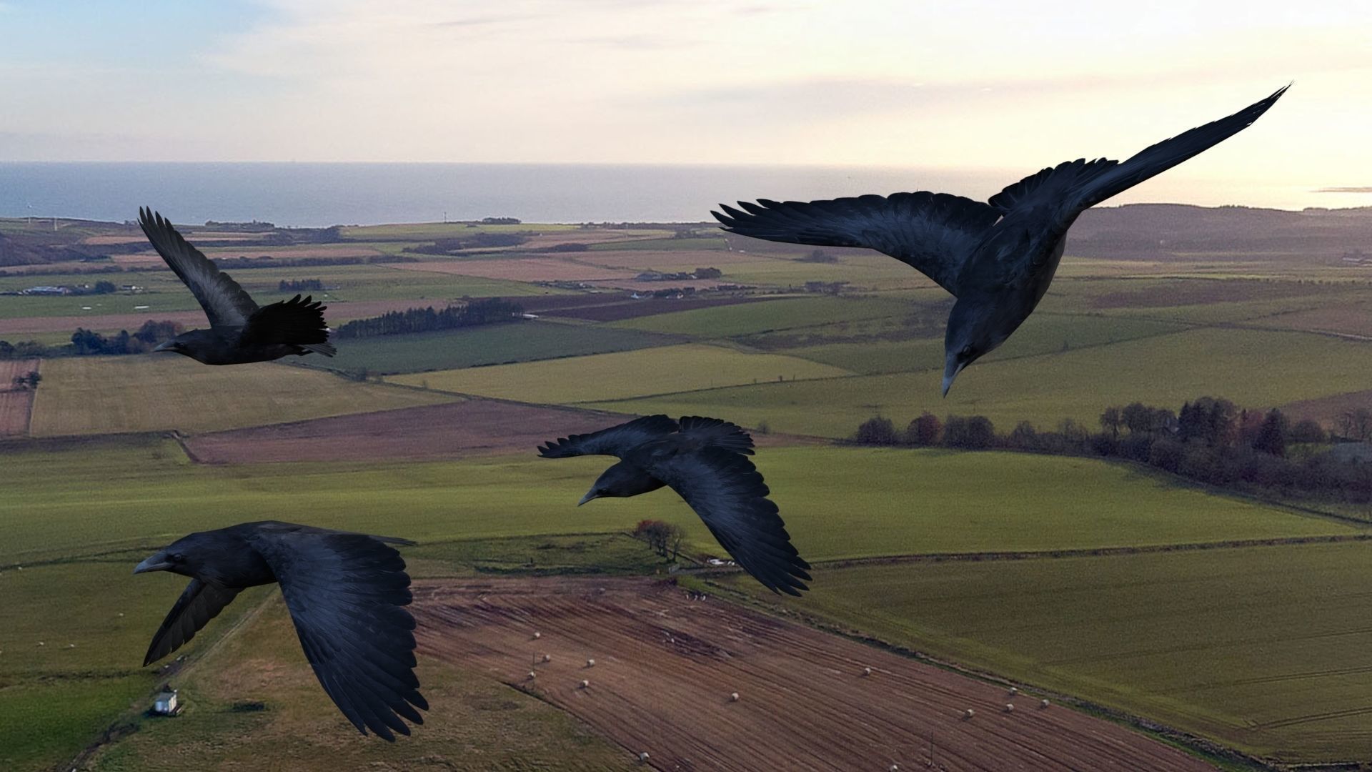 Animated low poly crow Low-poly 3D model_3