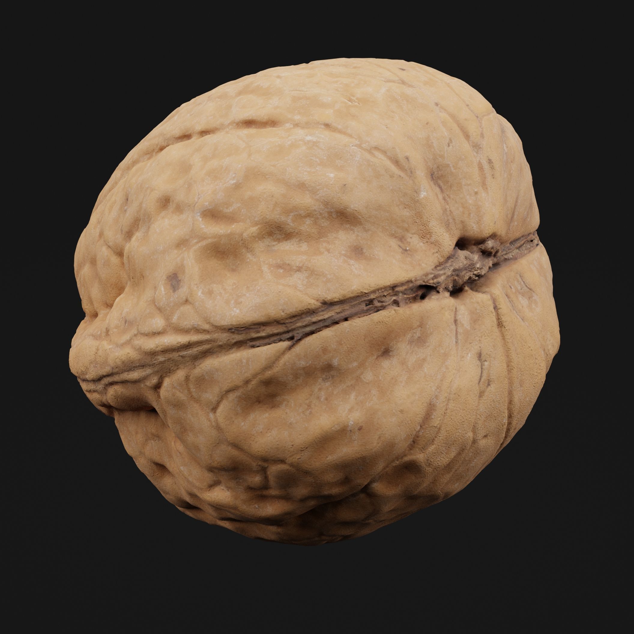 Walnut 3D model_5