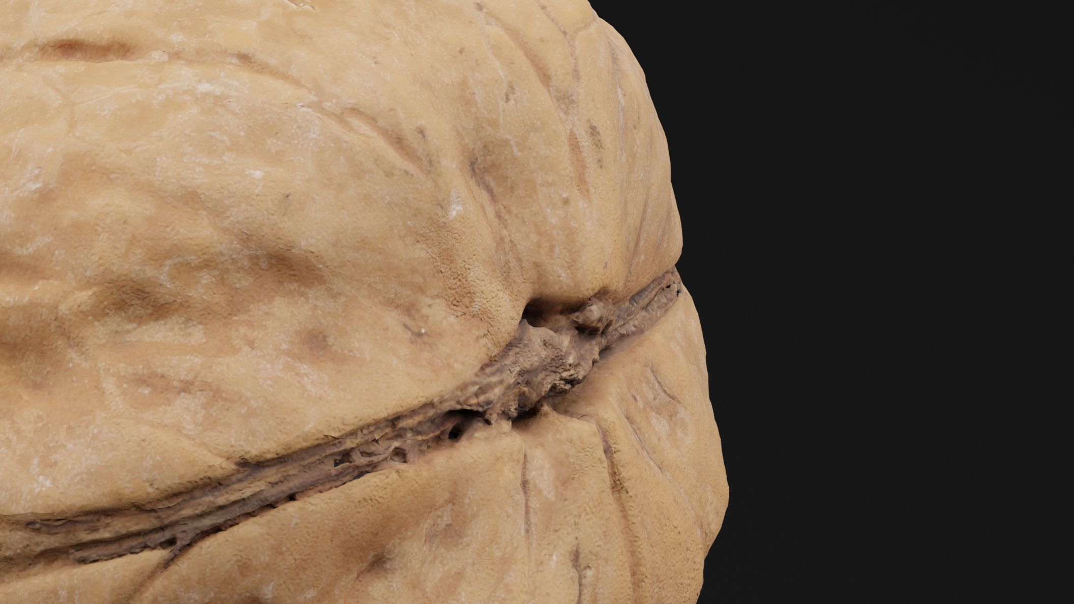 Walnut 3D model_1