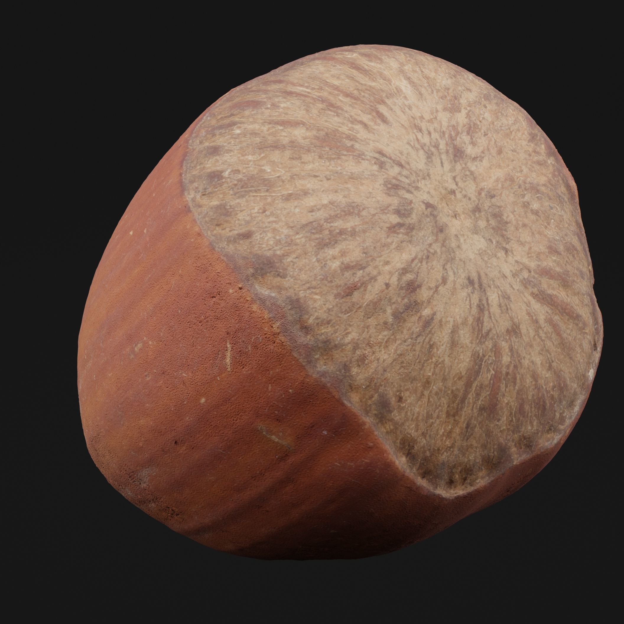 Hazelnut 3D model_5