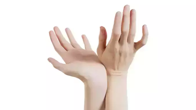 Duo Hands 016 Low-poly 3D model
