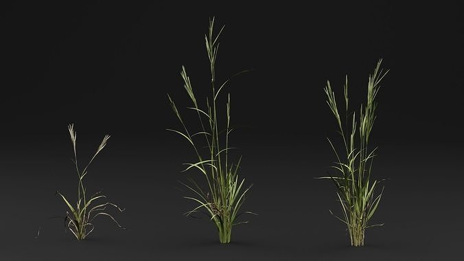Grass 