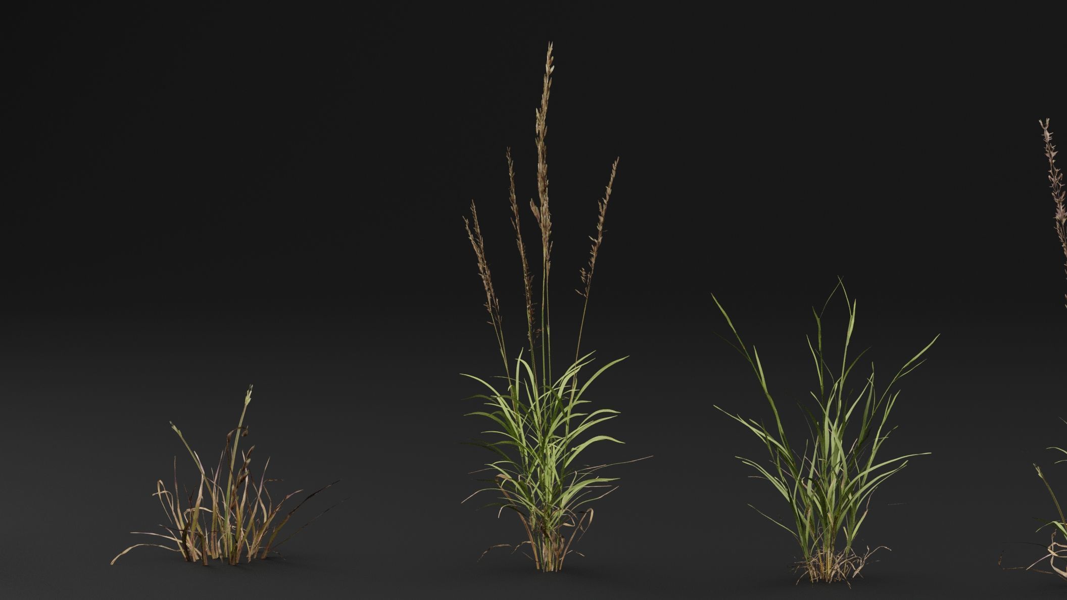Grass 3D model_2