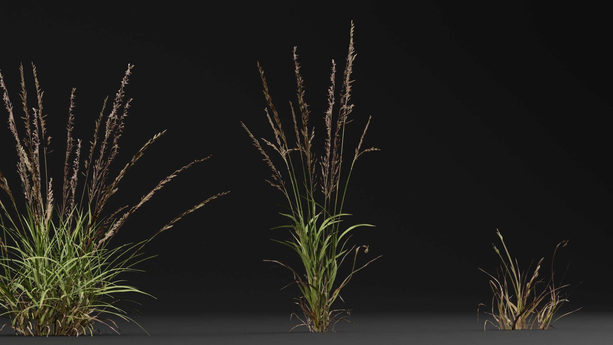 Grass 3D model_4