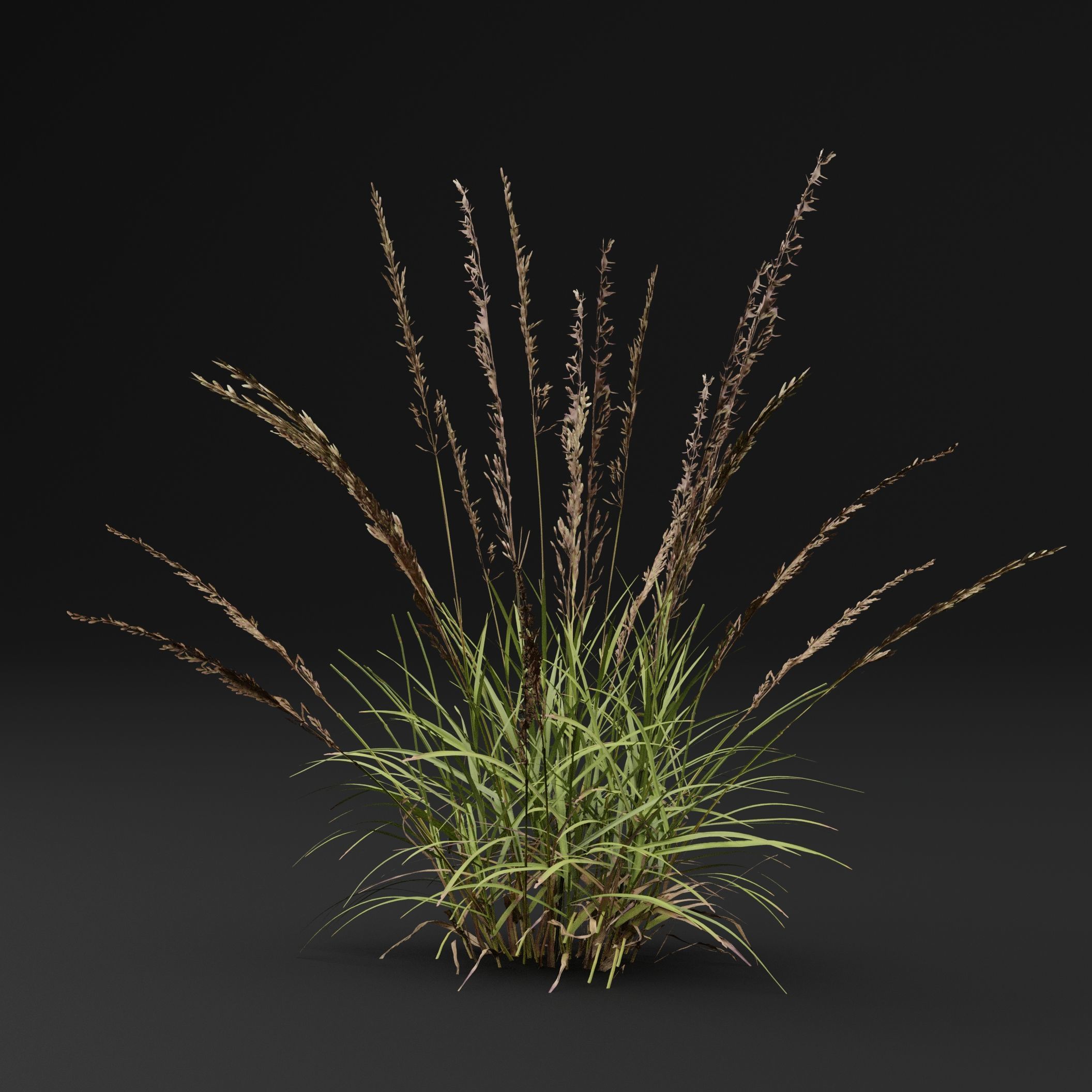 Grass 3D model_5