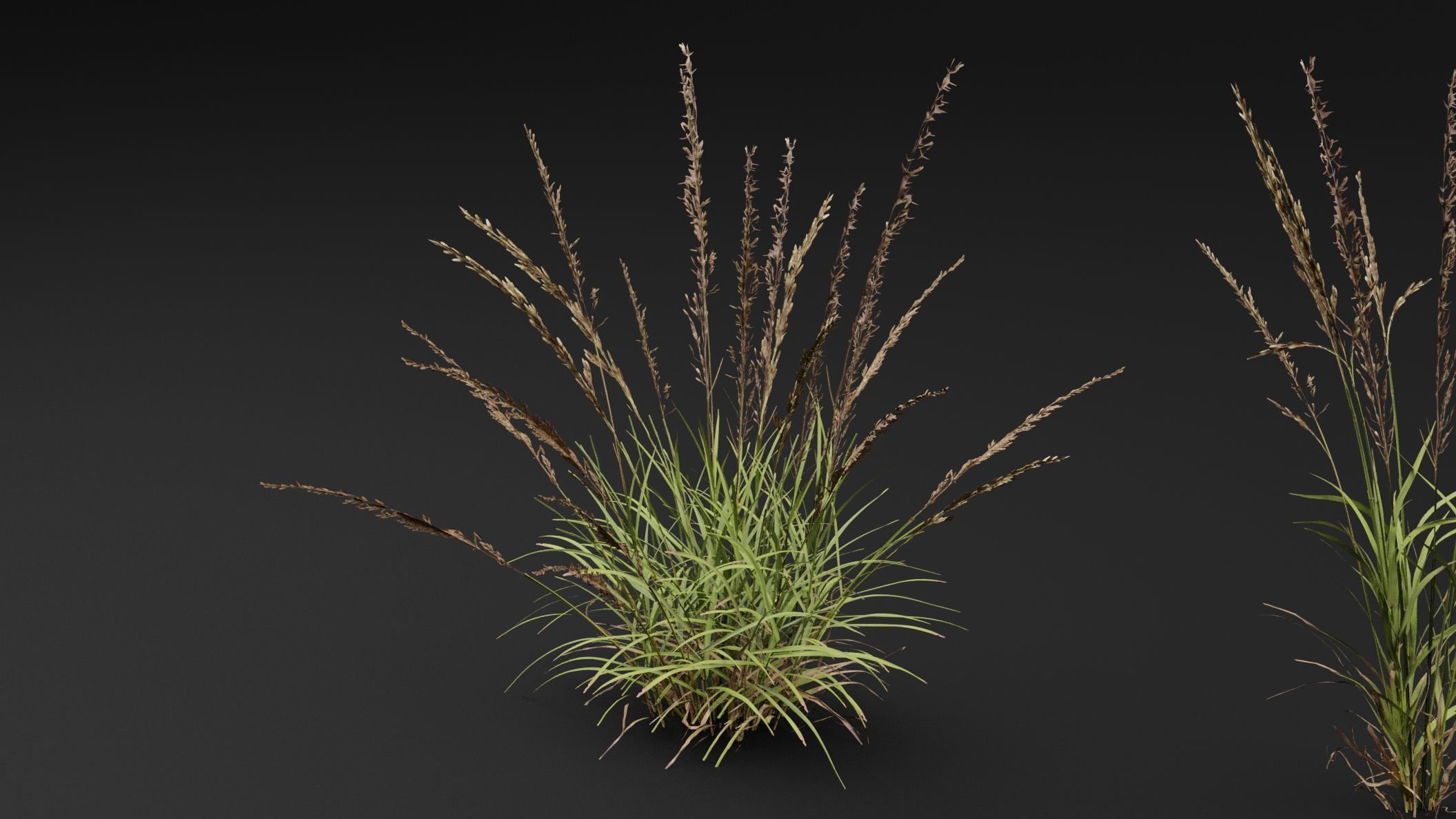 Grass 3D model_0