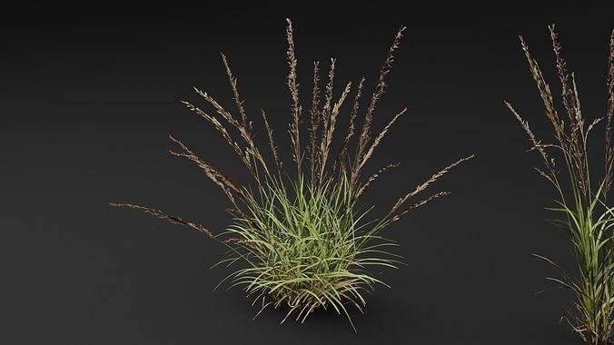 Grass 3D model