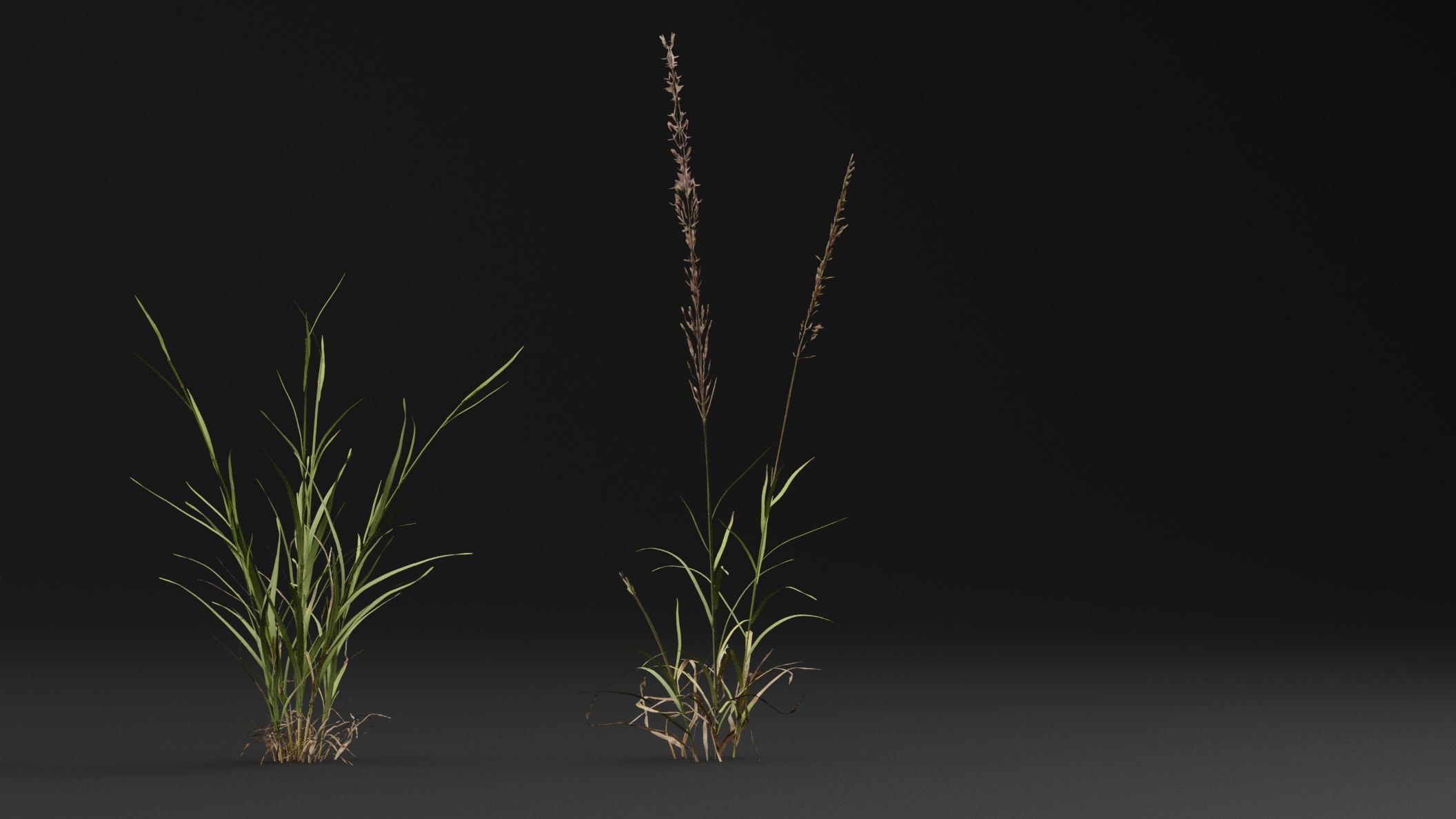 Grass 3D model_3