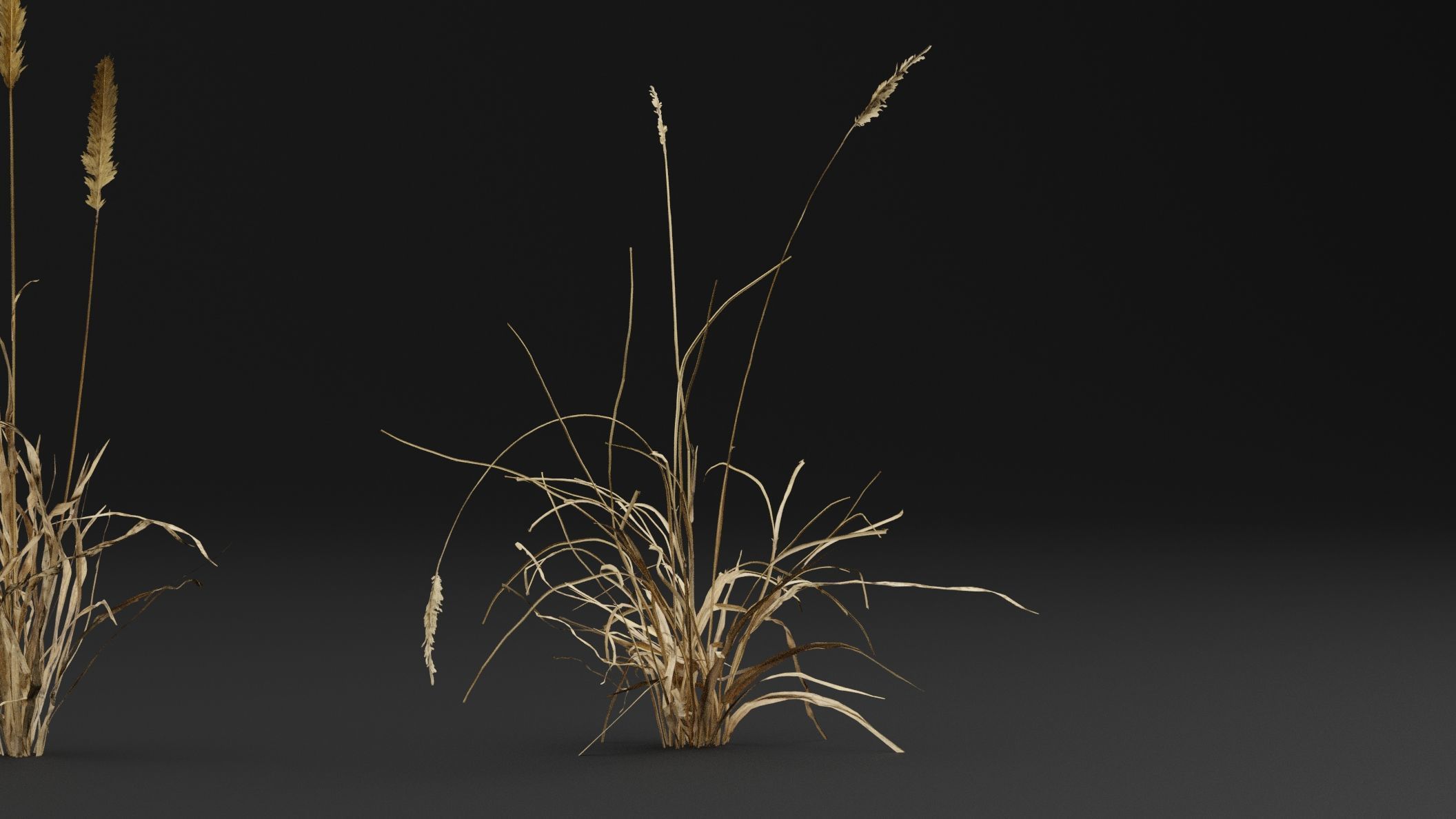 Grass  3D model_3