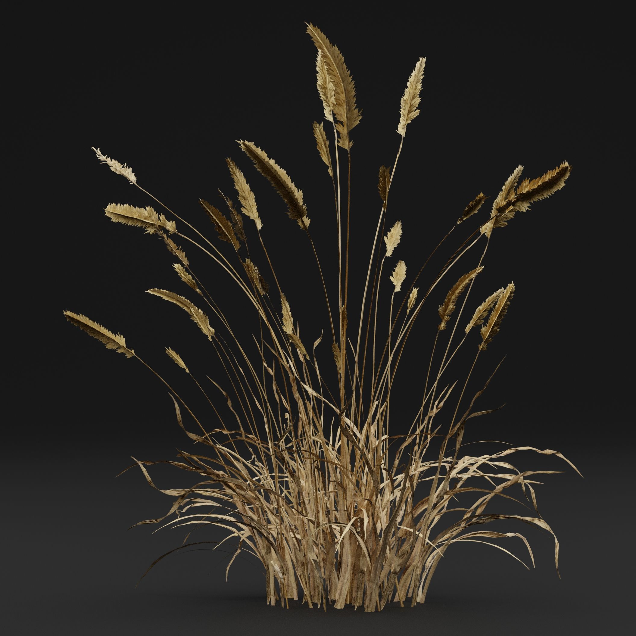 Grass  3D model_5