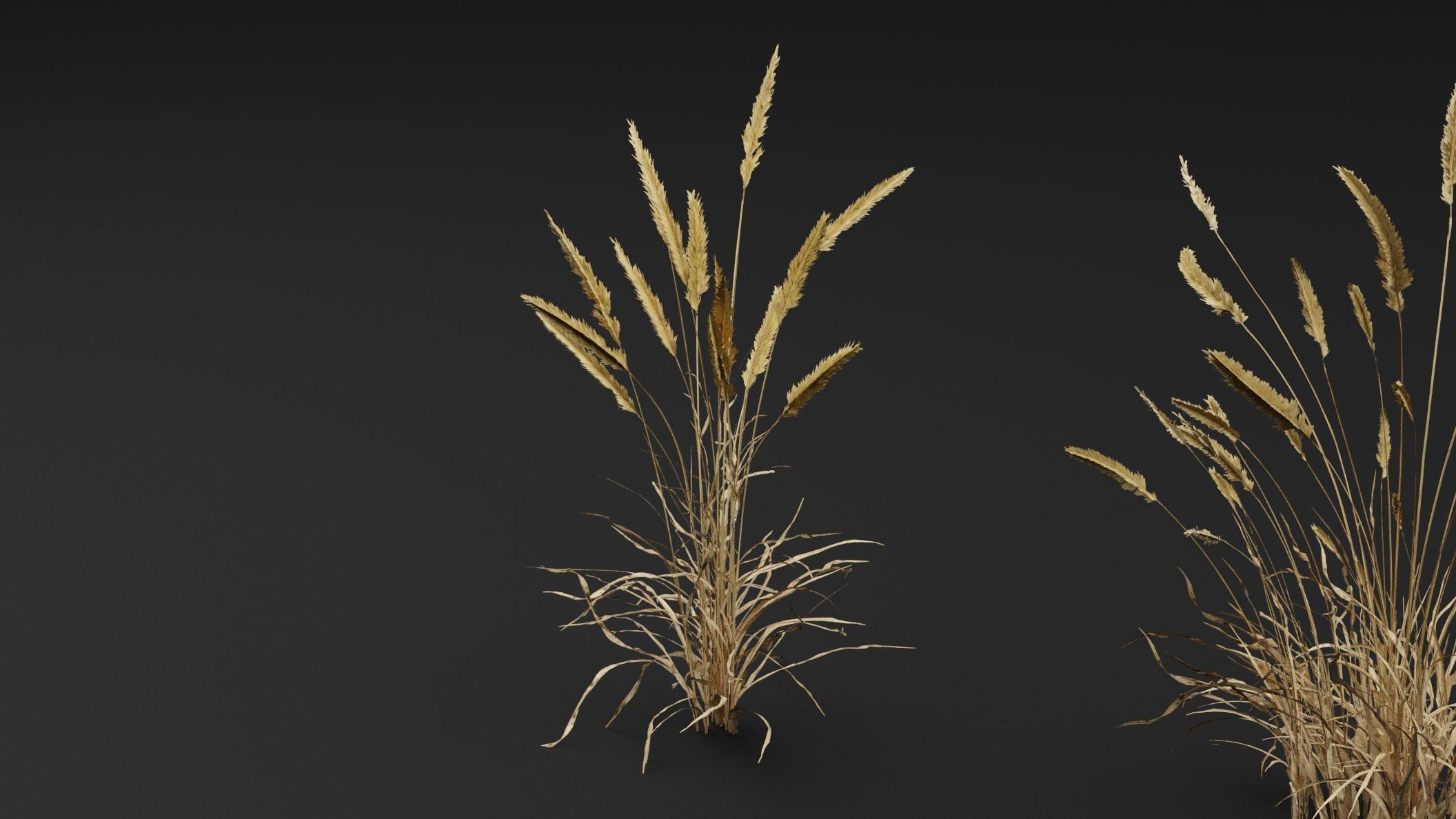 Grass  3D model_4