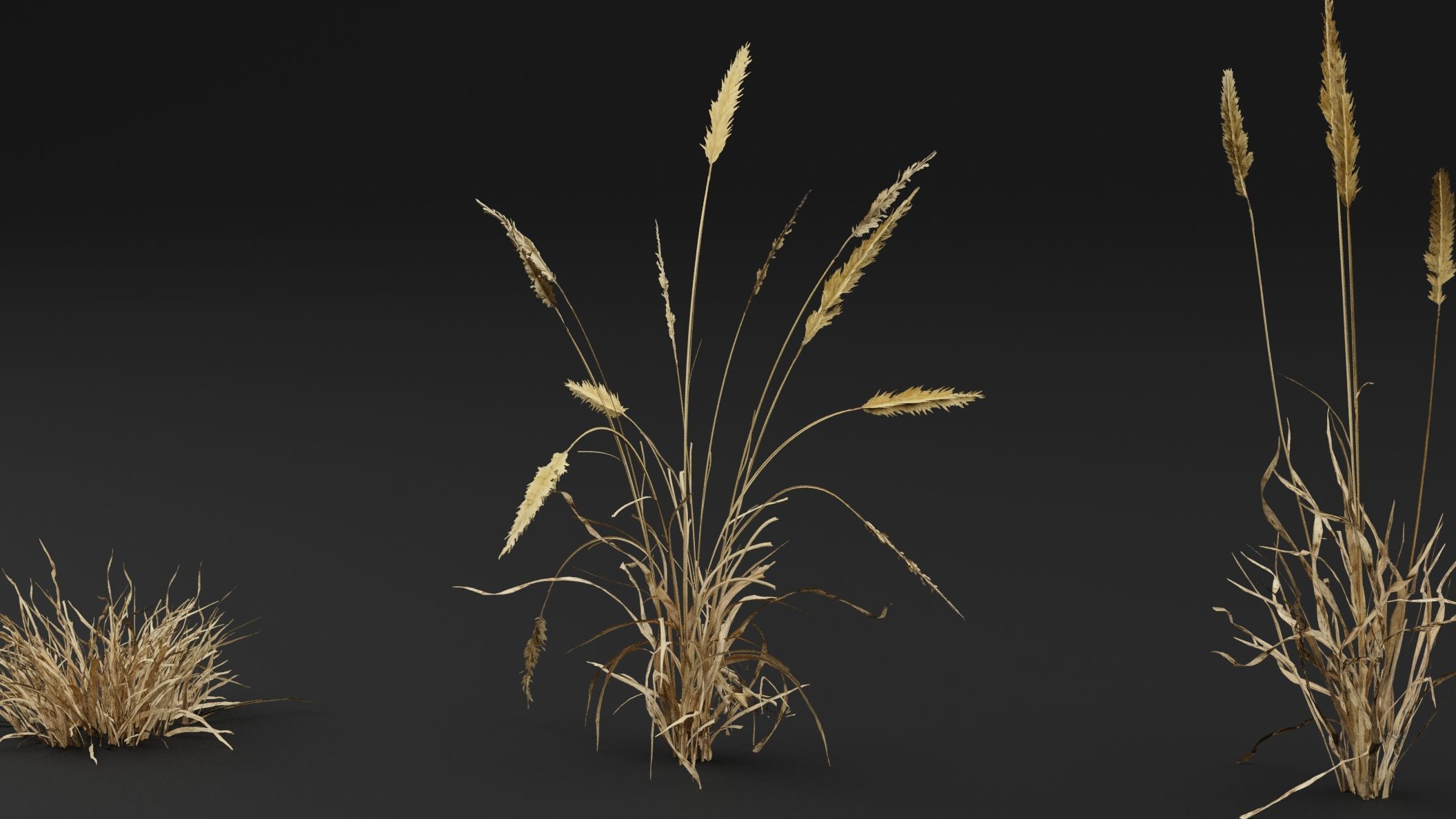 Grass  3D model_2