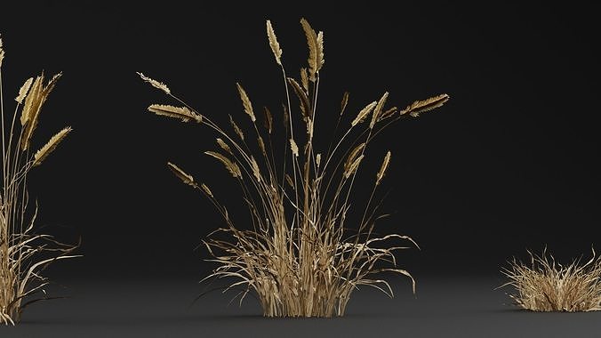 Grass  3D model