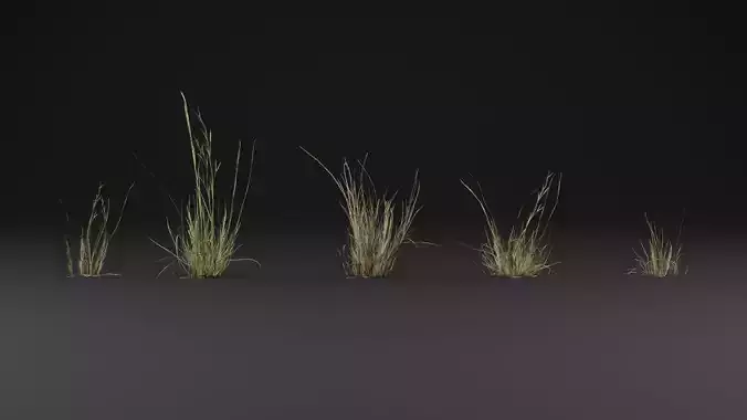 Grass 