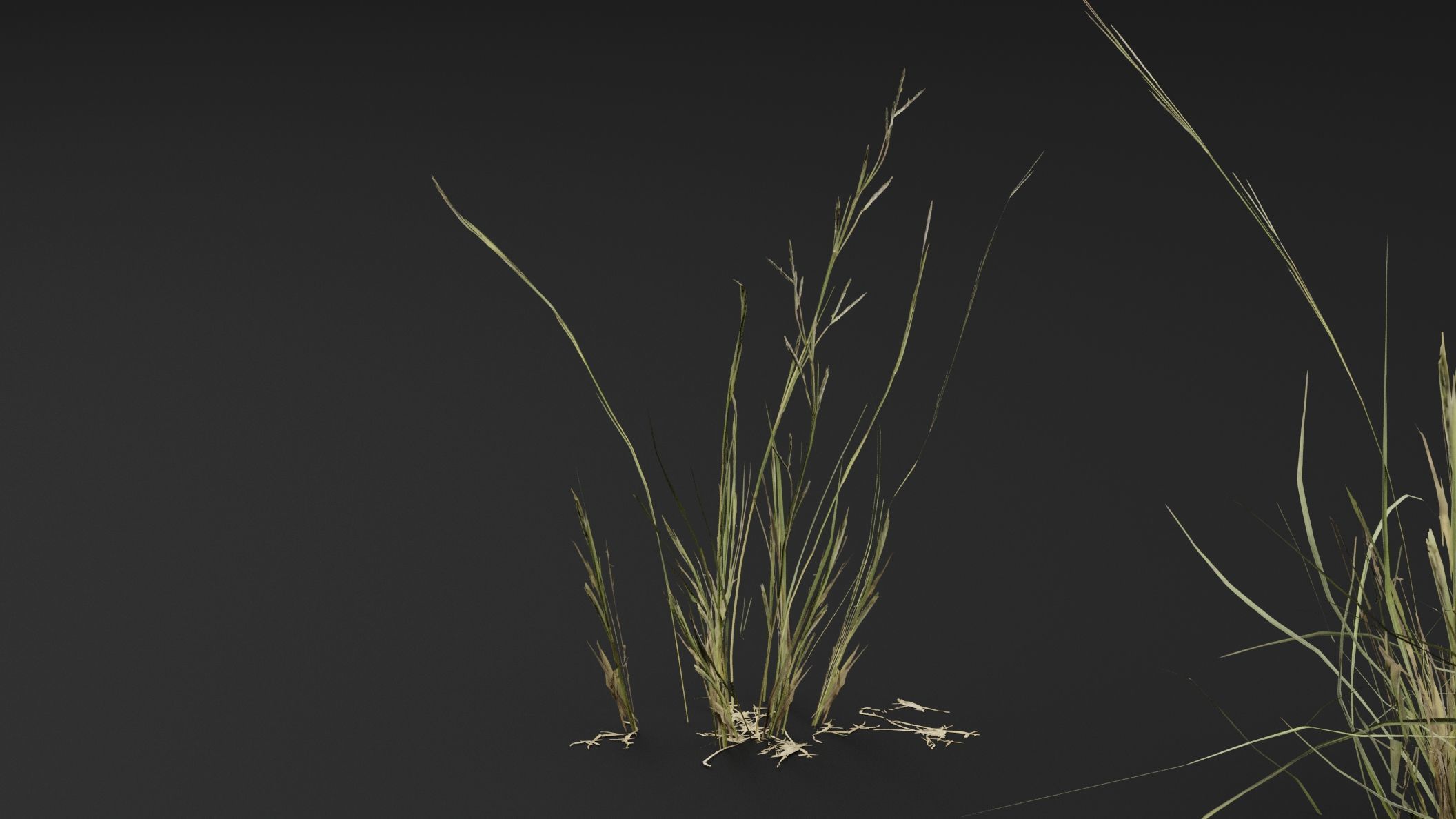 Grass 3D model_4