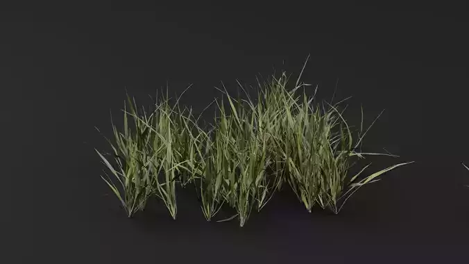 Grass