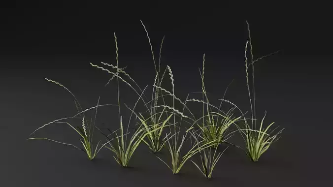 Grass