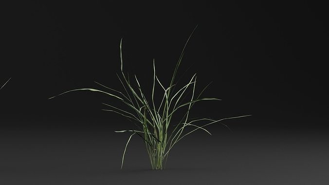 Grass