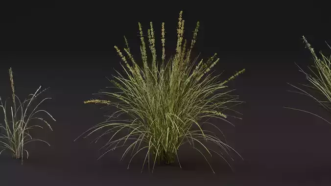 Grass 